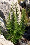 Dryopteris villarii