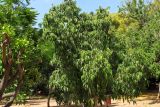 Ficus binnendijkii