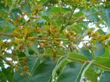 Ailanthus altissima. Соплодие. Автономная Республика Крым, город Судак, склон горы. 07.06.2012.