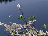 Menyanthes trifoliata