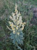 Verbascum lychnitis