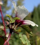 Hibiscus sabdariffa