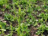 Plantago media