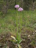 Neotinea tridentata. Цветущее растение. Краснодарский край, Новороссийский р-н, окр. пос. Абрау-Дюрсо, можжевеловое редколесье. 26.04.2014.