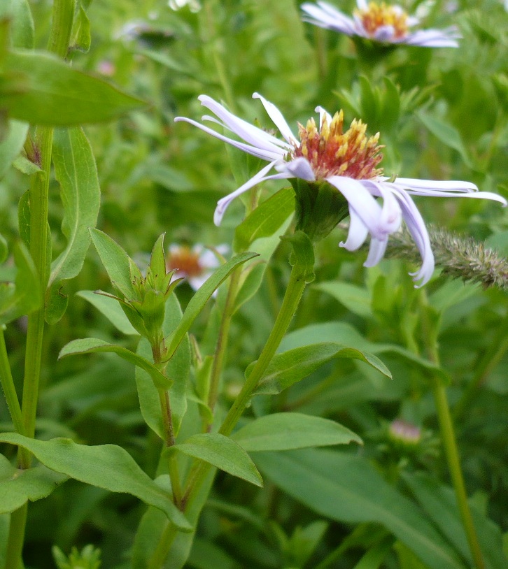 Изображение особи Symphyotrichum novi-belgii.