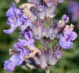 Nepeta racemosa