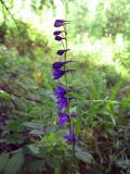 Delphinium crassifolium