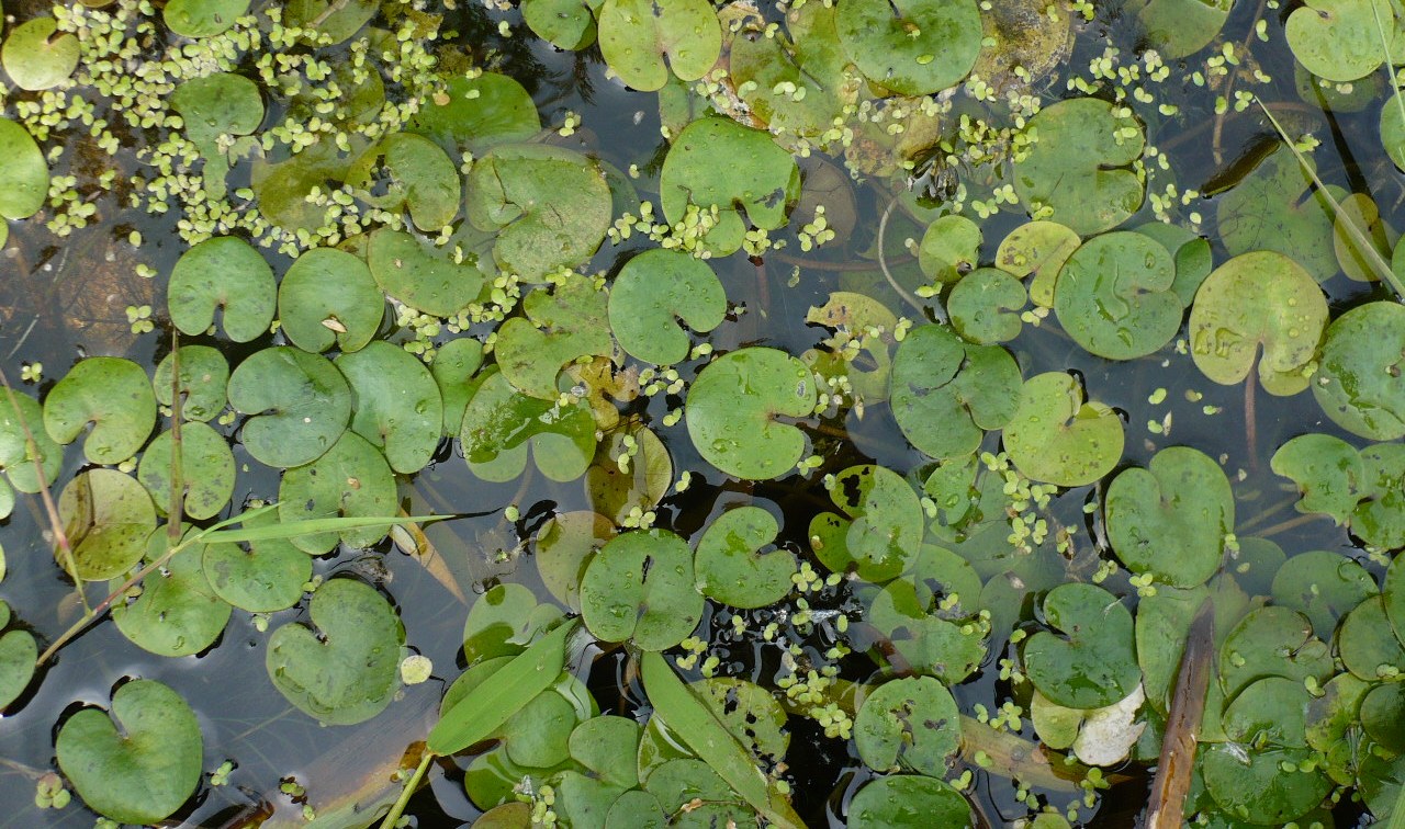 Изображение особи Hydrocharis morsus-ranae.