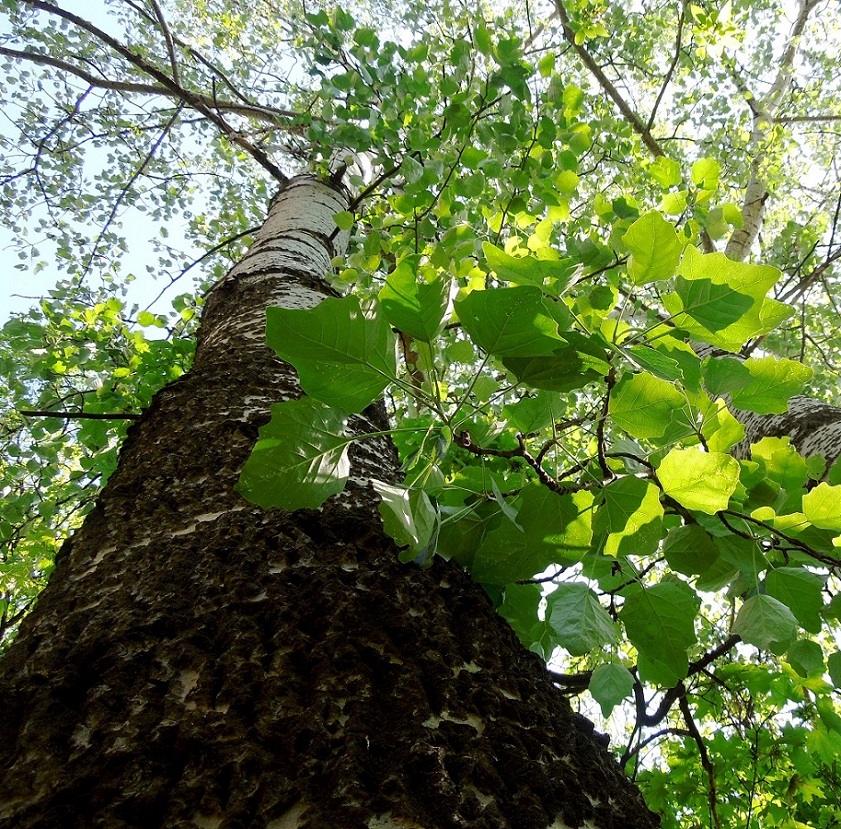 Изображение особи Populus &times; canescens.