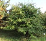 Crataegus chrysocarpa разновидность rotundifolia. Плодоносящее растение. Ярославская обл., г. Переславль-Залесский, дендрологический сад. 18.09.2014.