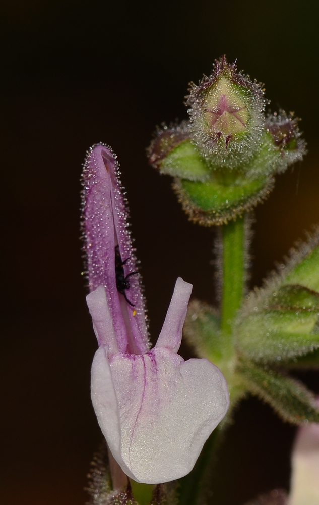 Изображение особи Salvia hierosolymitana.