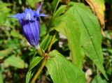 Gentiana schistocalyx. Цветок. Адыгея, плато Лаго-Наки. 17.09.2015.