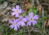 Primula serrata