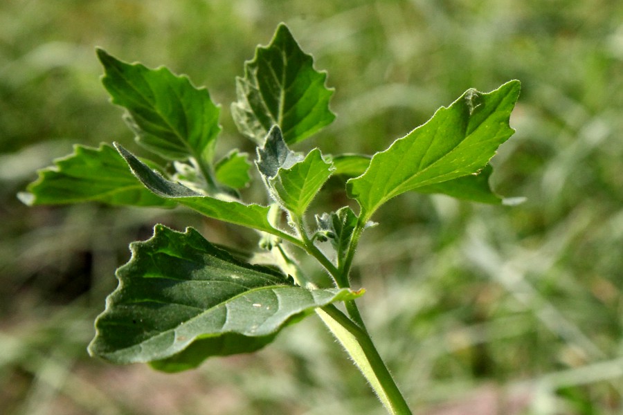 Изображение особи Solanum nigrum ssp. schultesii.