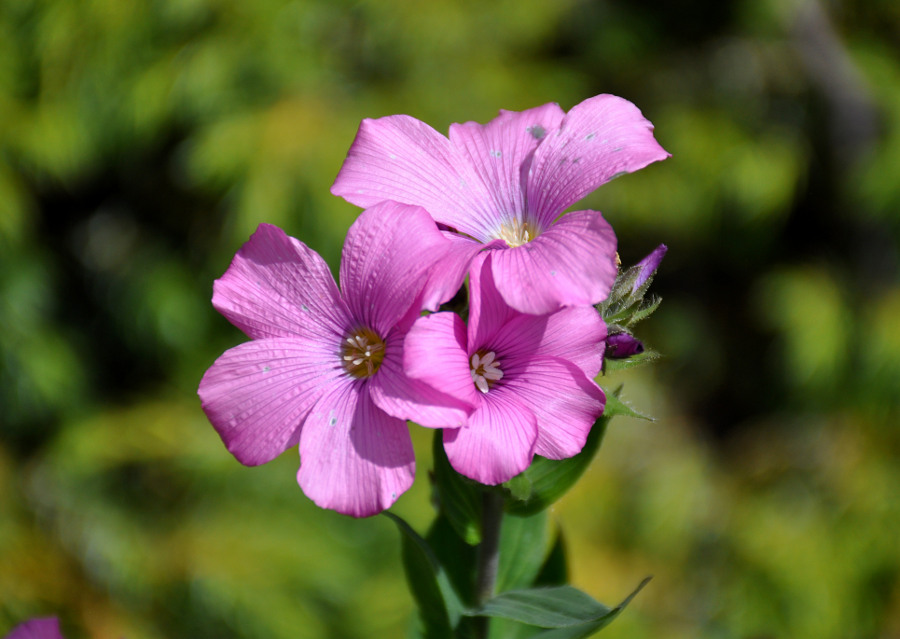 Изображение особи Linum hypericifolium.