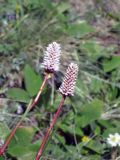 Bistorta elliptica