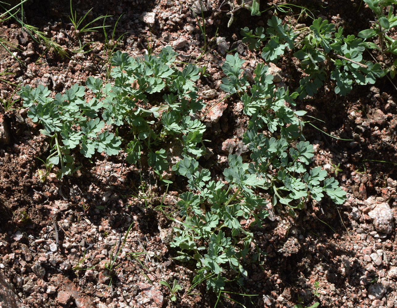 Изображение особи Corydalis darwasica.