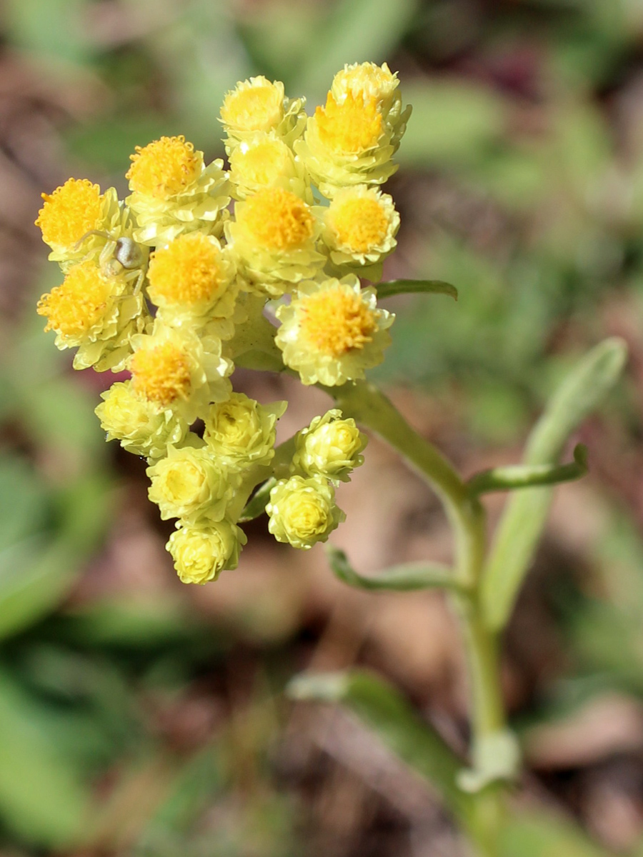 Изображение особи Helichrysum arenarium.