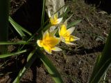 Tulipa tarda