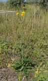 Sonchus arvensis ssp. uliginosus