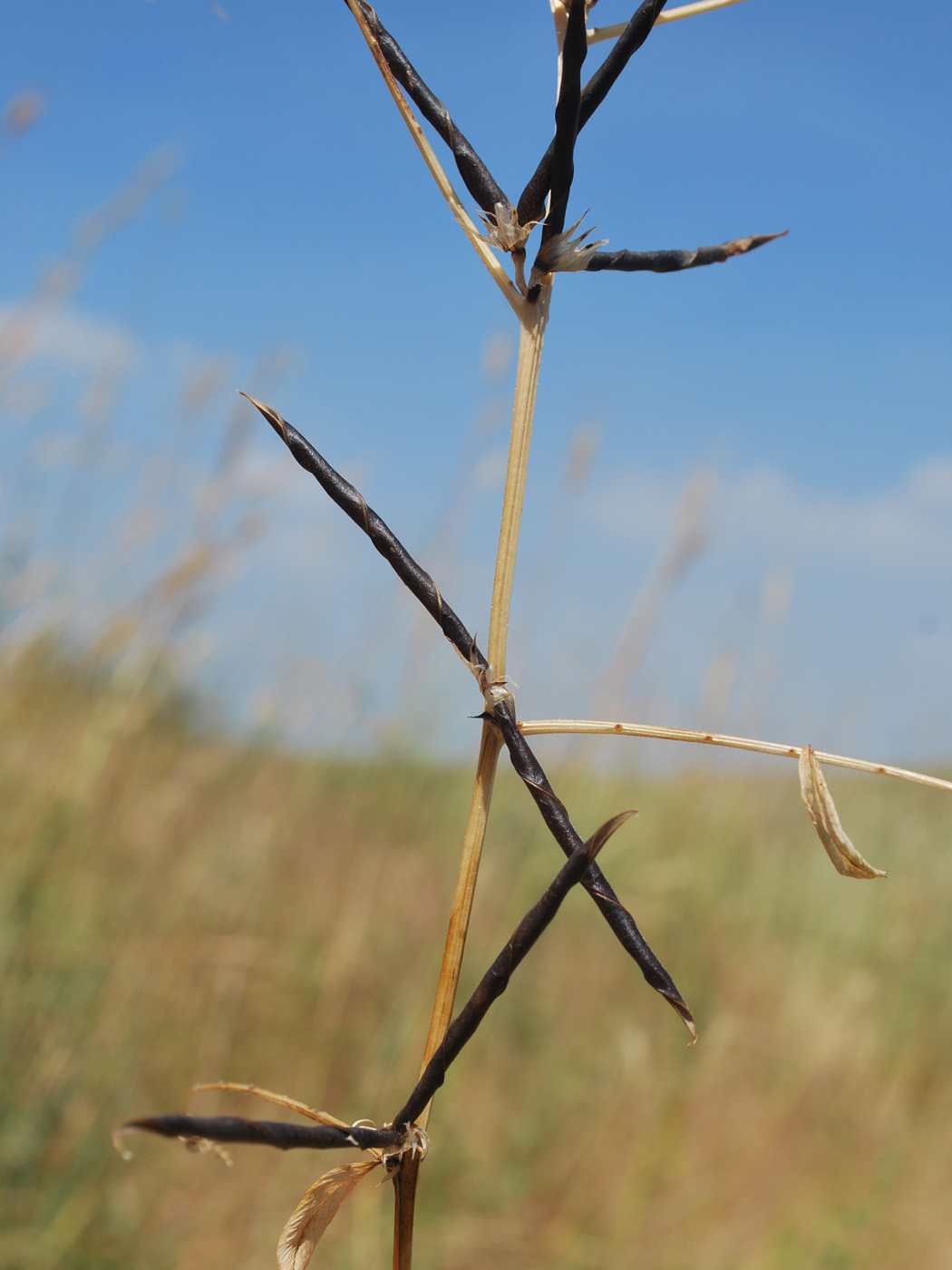 Изображение особи Vicia angustifolia.