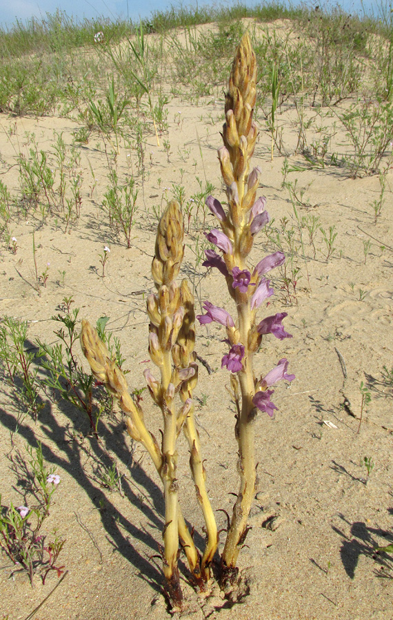 Image of Phelipanche arenaria specimen.