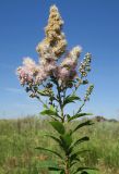 род Spiraea