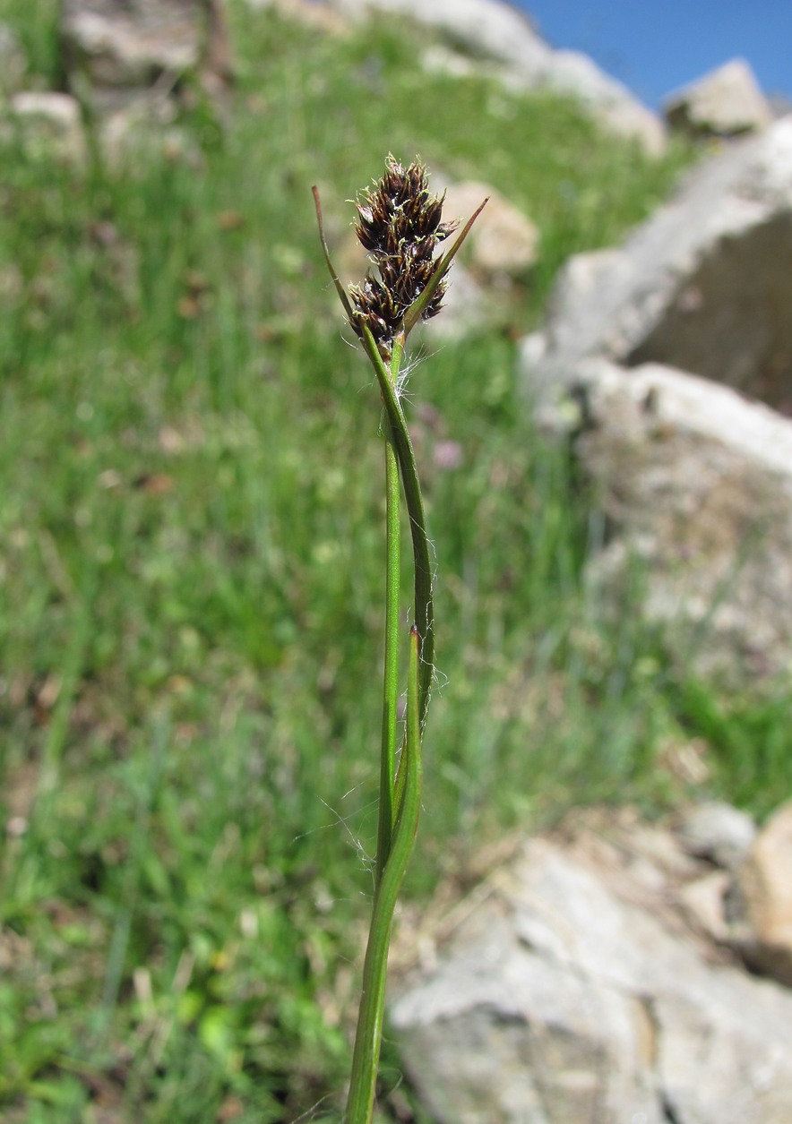 Изображение особи Luzula stenophylla.