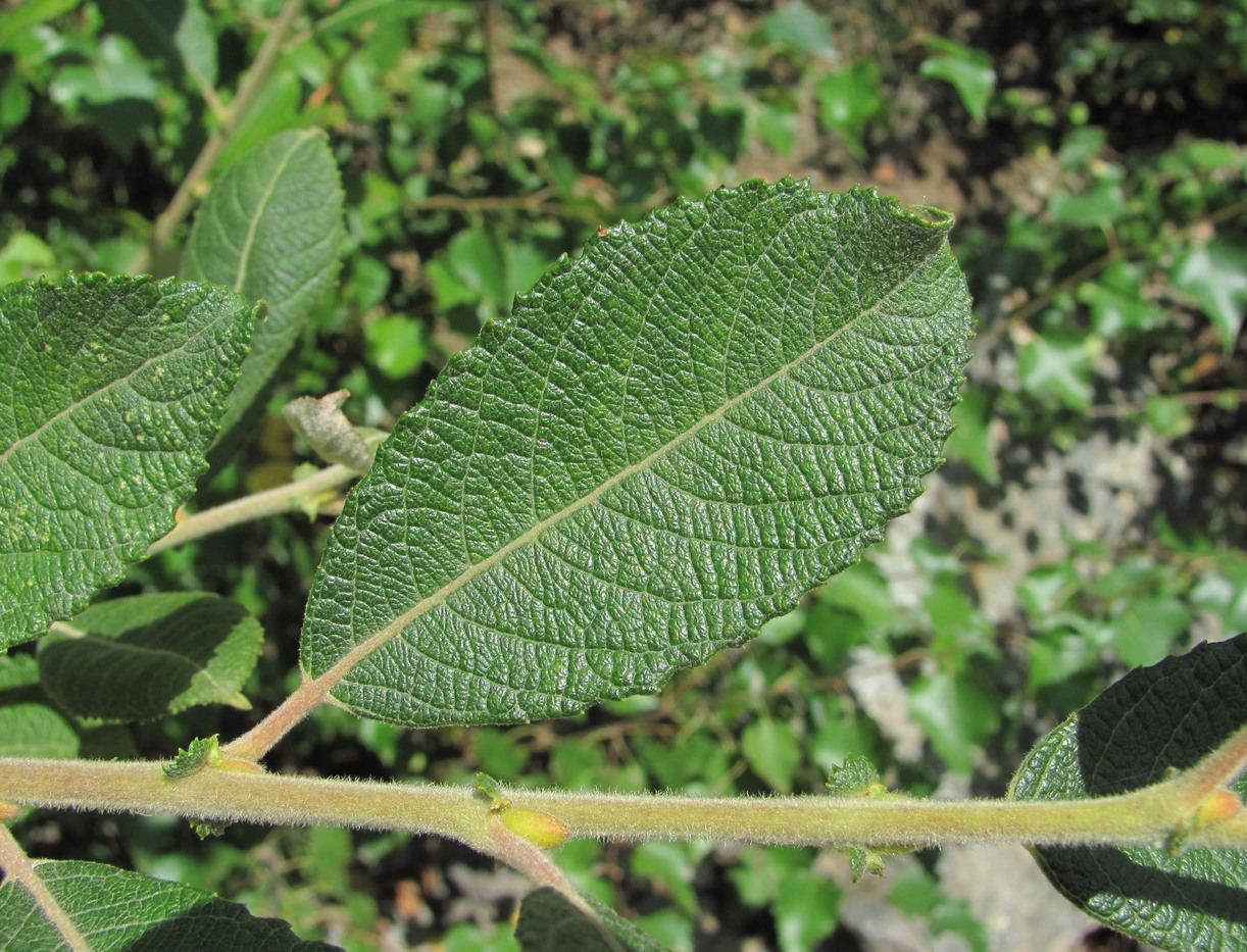 Изображение особи Salix pseudomedemii.