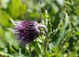 Cirsium kamtschaticum. Верхушка побега с соцветием. Камчатский край, Елизовский р-н, окр. Мутновской геотермальной электростанции, около водоема. 30.08.2016.