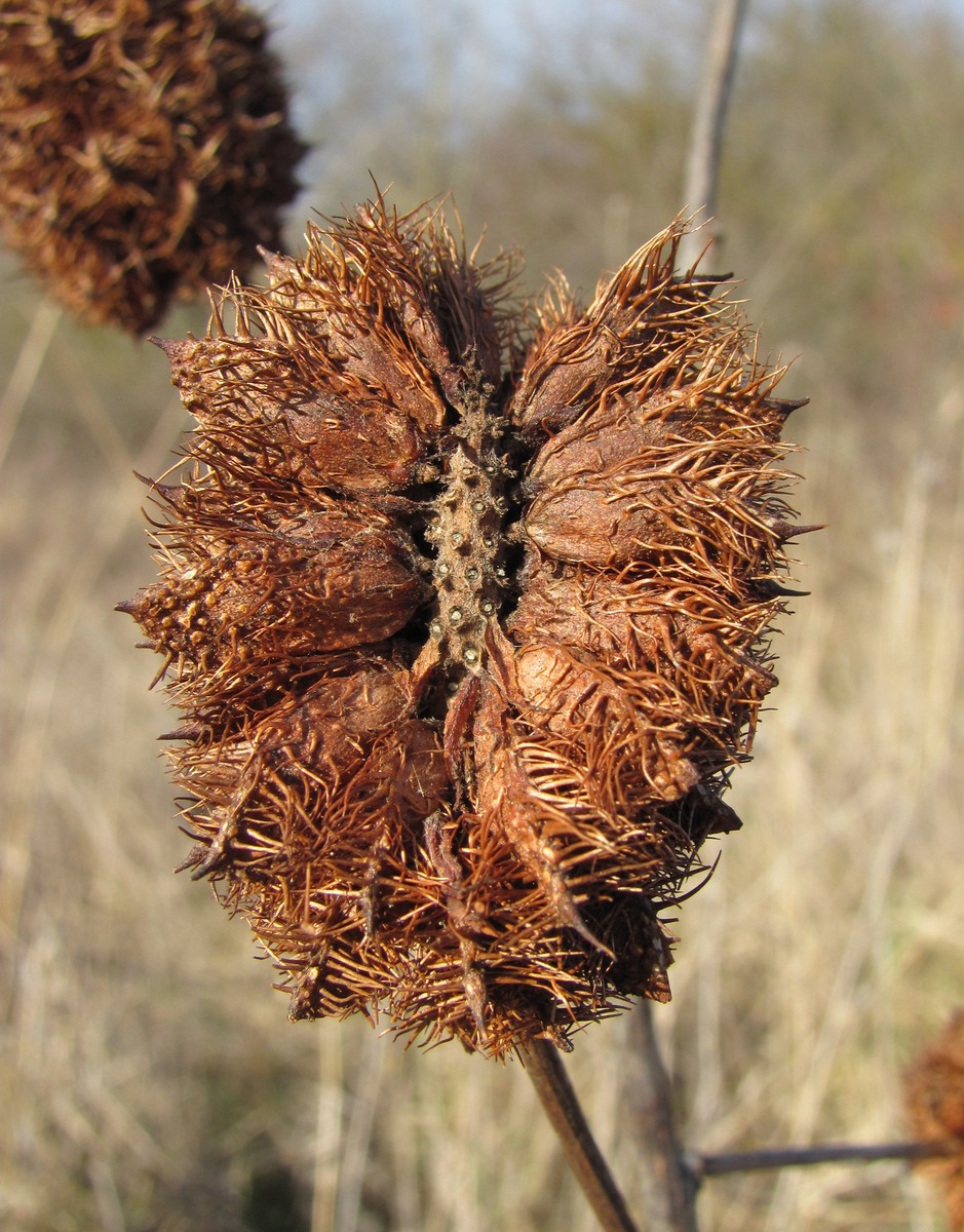 Изображение особи Glycyrrhiza echinata.