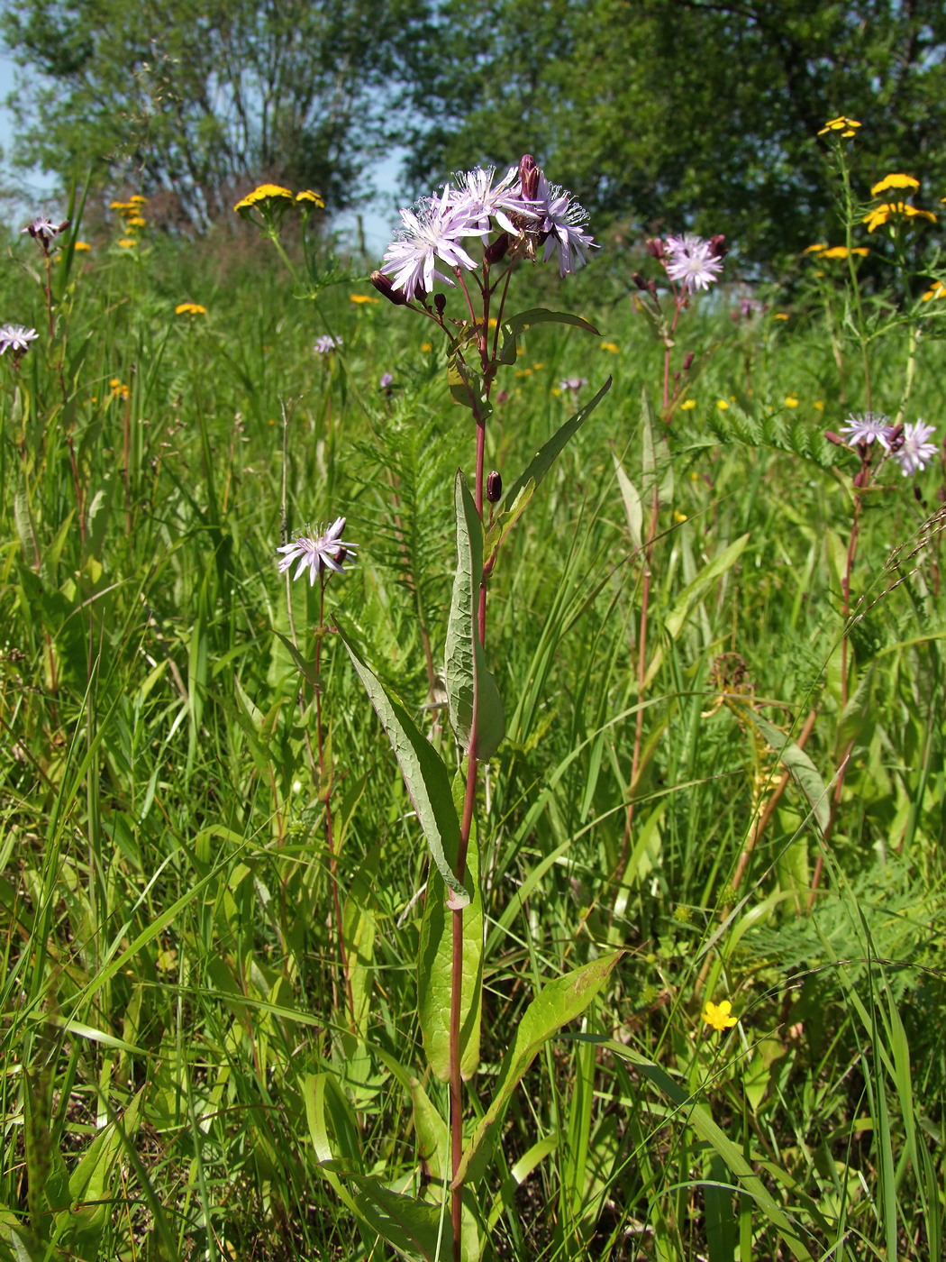 Изображение особи Lactuca sibirica.