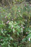 Impatiens glandulifera. Цветущее и плодоносящее растение. Псковская обл., Пушкиногорский р-н, окр. деревни Савкино, луг на опушке леса. 15.10.2017.