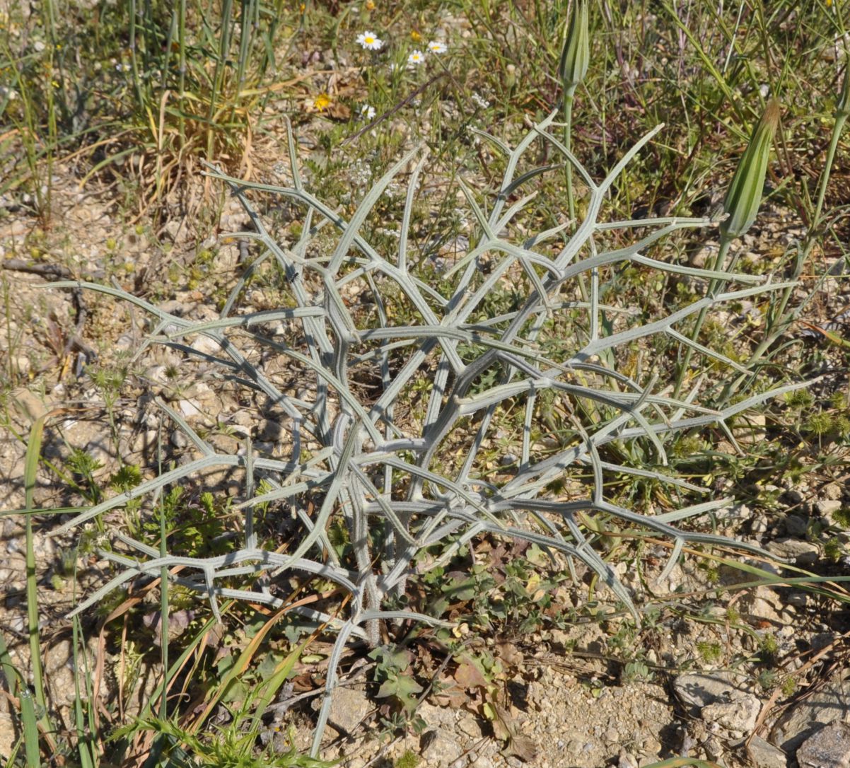 Изображение особи Chondrilla ramosissima.