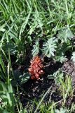 Orobanche colorata