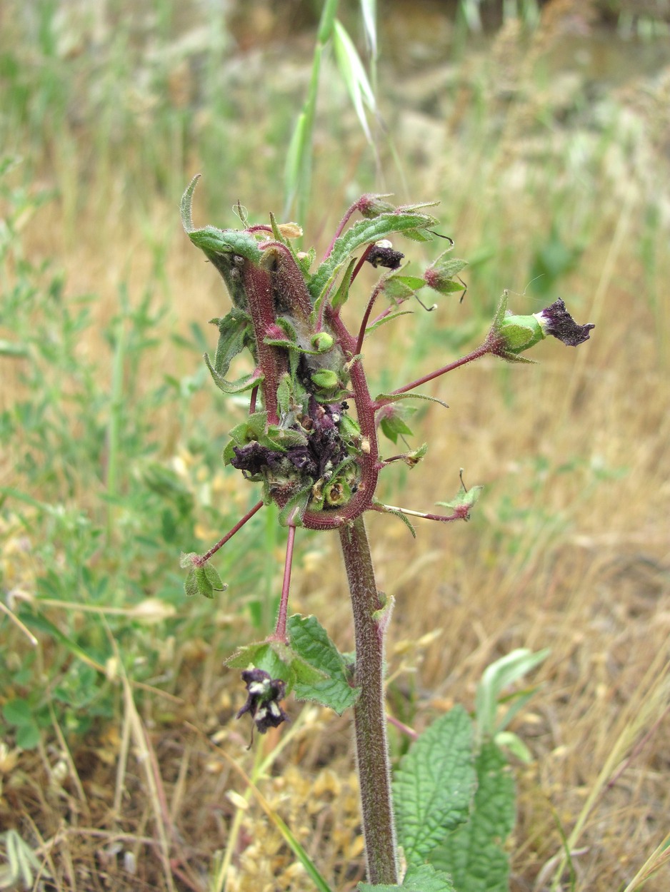 Изображение особи Verbascum phoeniceum.