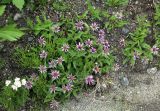 Aster sibiricus. Группа цветущих растений. Мурманская обл., г. Кировск, ул. Ботанический Сад, обочина. 04.07.2018.