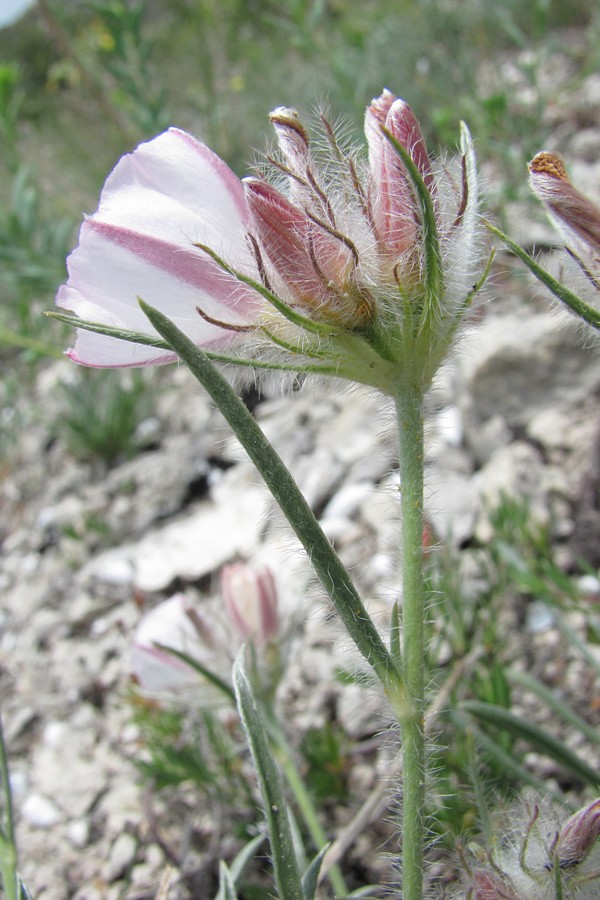 Изображение особи Convolvulus tauricus.