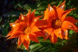 genus Gazania