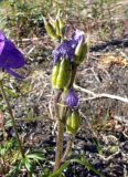 Aconitum delphiniifolium. Верхушка плодоносящего растения. Чукотка, Билибинский р-н, напротив рудника Каральвеем, долина ручья. 02.08.2018.