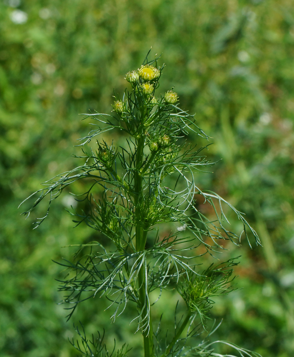 Изображение особи Tripleurospermum inodorum.