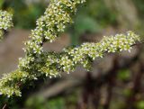 Spiraea hypericifolia