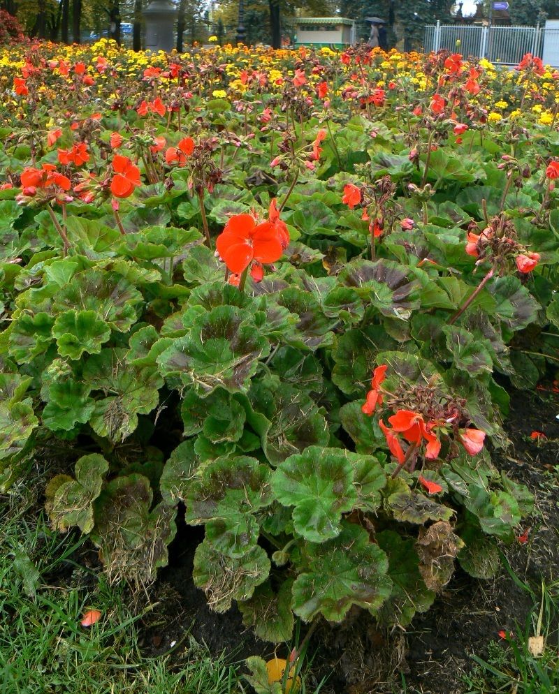 Изображение особи Pelargonium hortorum.