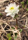 Trollius lilacinus