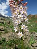 Eremurus robustus. Нижняя часть соцветия. Таджикистан, Гиссарский хребет, верх. р. Зидды, ≈ 2900 м н.у.м., каменистый склон. 13.06.2018.