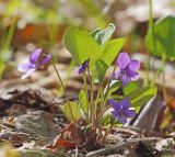 Viola tenuicornis