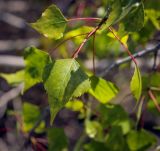 Populus nigra