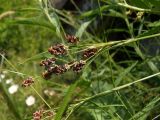 Luzula multiflora