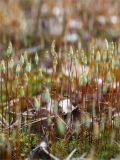 Polytrichum juniperinum