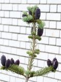 Abies koreana